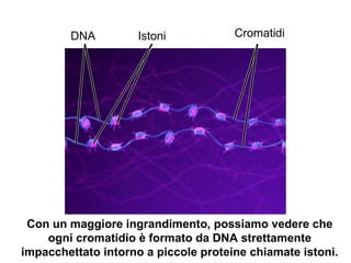 DNA Istoni Cromatidi
Con un maggiore ingrandimento, possiamo vedere che
ogni cromatidio è formato da DNA strettamente
impacchettato intorno a piccole proteine chiamate istoni.
 