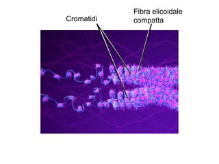 Fibra elicoidale
compattaCromatidi
 