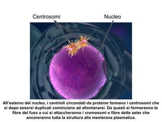 Centrosomi Nucleo
All’esterno del nucleo, i centrioli circondati da proteine formano i centrosomi che
si dopo essersi duplicati cominciano ad allontanarsi. Da questi si formeranno le
fibre del fuso a cui si attaccheranno i cromosomi e fibre dette aster che
ancoreranno tutta la struttura alla membrana plasmatica.
 