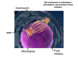 Centrosomi
Microtubulo Fuso
mitotico
Dai centrosomi si estendono i
microtubuli, che formano il fuso
mitotico.
aster
 