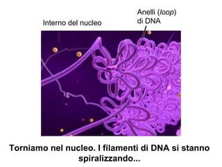 Interno del nucleo
Anelli (loop)
di DNA
Torniamo nel nucleo. I filamenti di DNA si stanno
spiralizzando...
 