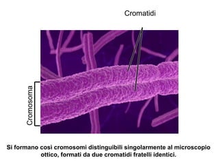 Cromatidi
Cromosoma
Si formano così cromosomi distinguibili singolarmente al microscopio
ottico, formati da due cromatidi fratelli identici.
 
