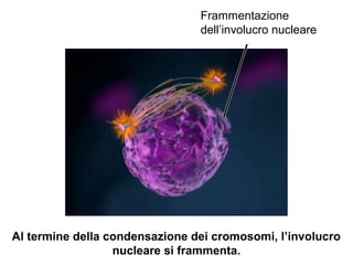 Frammentazione
dell’involucro nucleare
Al termine della condensazione dei cromosomi, l’involucro
nucleare si frammenta.
 