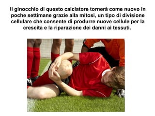 Il ginocchio di questo calciatore tornerà come nuovo in
poche settimane grazie alla mitosi, un tipo di divisione
cellulare che consente di produrre nuove cellule per la
crescita e la riparazione dei danni ai tessuti.
 