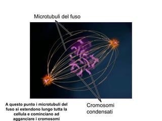 Microtubuli del fuso
Cromosomi
condensati
A questo punto i microtubuli del
fuso si estendono lungo tutta la
cellula e cominciano ad
agganciare i cromosomi
 
