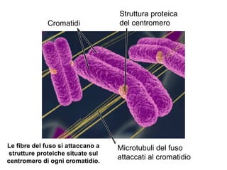 Cromatidi
Struttura proteica
del centromero
Microtubuli del fuso
attaccati al cromatidio
Le fibre del fuso si attaccano a
strutture proteiche situate sul
centromero di ogni cromatidio.
 