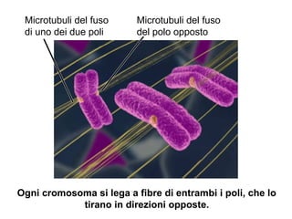 Microtubuli del fuso
del polo opposto
Microtubuli del fuso
di uno dei due poli
Ogni cromosoma si lega a fibre di entrambi i poli, che lo
tirano in direzioni opposte.
 