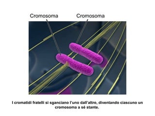 CromosomaCromosoma
I cromatidi fratelli si sganciano l’uno dall’altro, diventando ciascuno un
cromosoma a sé stante.
 