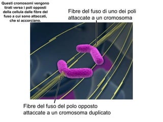 Fibre del fuso di uno dei poli
attaccate a un cromosoma
Fibre del fuso del polo opposto
attaccate a un cromosoma duplicato
Questi cromosomi vengono
tirati verso i poli opposti
della cellula dalle fibre del
fuso a cui sono attaccati,
che si accorciano.
 