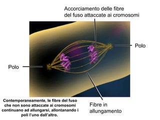 Accorciamento delle fibre
del fuso attaccate ai cromosomi
Fibre in
allungamento
Polo
Polo
Contemporaneamente, le fibre del fuso
che non sono attaccate ai cromosomi
continuano ad allungarsi, allontanando i
poli l’uno dall’altro.
 