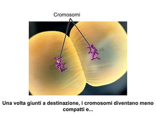 Cromosomi
Una volta giunti a destinazione, i cromosomi diventano meno
compatti e...
 