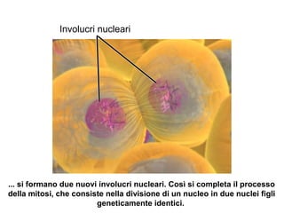 Involucri nucleari
... si formano due nuovi involucri nucleari. Così si completa il processo
della mitosi, che consiste nella divisione di un nucleo in due nuclei figli
geneticamente identici.
 