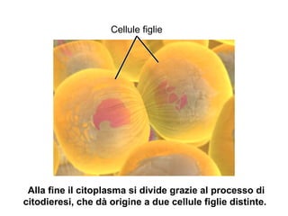 Cellule figlie
Alla fine il citoplasma si divide grazie al processo di
citodieresi, che dà origine a due cellule figlie distinte.
 