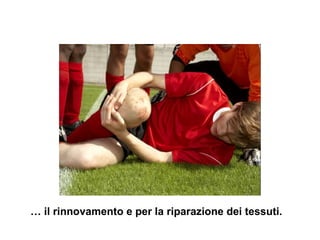 … il rinnovamento e per la riparazione dei tessuti.
 