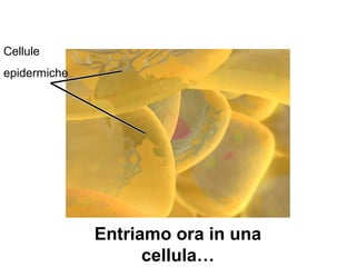 Cellule
epidermiche
Entriamo ora in una
cellula…
 