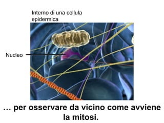 Interno di una cellula
epidermica
Nucleo
… per osservare da vicino come avviene
la mitosi.
 