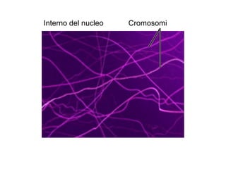 Interno del nucleo Cromosomi
 