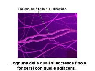 Fusione delle bolle di duplicazione
... ognuna delle quali si accresce fino a
fondersi con quelle adiacenti.
 