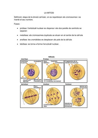 LA MITOSI

Definició: etapa de la divisió cel·lular, on es reparteixen els cromosomes i es
manté el seu nombre.

Fases:

   •   profase: l’enbolcall nuclear es dispersa i els dos parells de centriols se
       separen

   •   metafase: els cromosomes duplicats se situen en el centre de la cèl·lula

   •   anafase: les cromàtides es desplacen als pols de la cèl·lula

   •   telofase: es torna a forma l’envolcall nuclear.
 