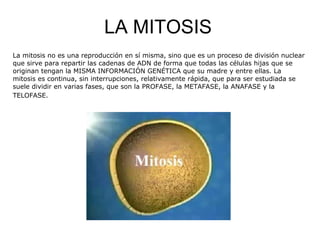 LA MITOSIS
La mitosis no es una reproducción en sí misma, sino que es un proceso de división nuclear
que sirve para repartir las cadenas de ADN de forma que todas las células hijas que se
originan tengan la MISMA INFORMACIÓN GENÉTICA que su madre y entre ellas. La
mitosis es continua, sin interrupciones, relativamente rápida, que para ser estudiada se
suele dividir en varias fases, que son la PROFASE, la METAFASE, la ANAFASE y la
TELOFASE.
 