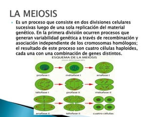  Es un proceso que consiste en dos divisiones celulares
sucesivas luego de una sola replicación del material
genético. En la primera división ocurren procesos que
generan variabilidad genética a través de recombinación y
asociación independiente de los cromosomas homólogos;
el resultado de este proceso son cuatro células haploides,
cada una con una combinación de genes distintos.
 