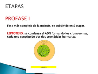 Fase más compleja de la meiosis, se subdivide en S etapas.
LEPTOTENO: se condensa el ADN formando los cromosomas,
cada uno constituido por dos cromátidas hermanas.
 