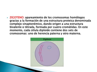  ZIGOTENO: apareamiento de los cromosomas homólogos
gracias a la formación de una estructura proteica denominada
complejo sinaptonémico, dando origen a una estructura
bivalente o tétrada, formada por cuatro cromátidas. En este
momento, cada célula diploide contiene dos sets de
cromosomas: uno de herencia paterna y otro materna.
 
