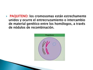  PAQUITENO: los cromosomas están estrechamente
unidos y ocurre el entrecruzamiento o intercambio
de material genético entre los homólogos, a través
de nódulos de recombinación.
 