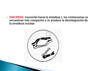  DIACINESIS: transición hacia la metafase I, los cromosomas se
encuentran más compactos y se produce la desintegración de
la envoltura nuclear.
 