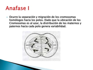  Ocurre la separación y migración de los cromosomas
homólogos hacia los polos. Dado que la ubicación de los
Cromosomas es al azar, la distribución de los maternos y
paternos hacia cada polo genera variabilidad.
 
