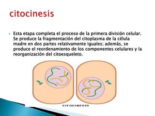 Esta etapa completa el proceso de la primera división celular.
Se produce la fragmentación del citoplasma de la célula
madre en dos partes relativamente iguales; además, se
produce el reordenamiento de los componentes celulares y la
reorganización del citoesqueleto.
 