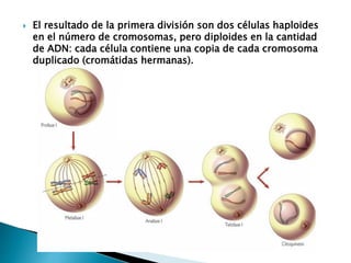  El resultado de la primera división son dos células haploides
en el número de cromosomas, pero diploides en la cantidad
de ADN: cada célula contiene una copia de cada cromosoma
duplicado (cromátidas hermanas).
 