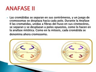  Las cromátidas se separan en sus centrómeros, y un juego de
cromosomas se desplaza hacia cada polo. Durante la Anafase
II las cromatidas, unidas a fibras del huso en sus cinetocóros,
se separan y se desplazan a polos opuestos, como lo hacen en
la anafase mitótica. Como en la mitosis, cada cromátida se
denomina ahora cromosoma.
 