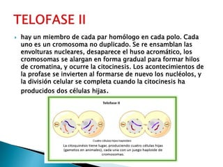  hay un miembro de cada par homólogo en cada polo. Cada
uno es un cromosoma no duplicado. Se re ensamblan las
envolturas nucleares, desaparece el huso acromático, los
cromosomas se alargan en forma gradual para formar hilos
de cromatina, y ocurre la citocinesis. Los acontecimientos de
la profase se invierten al formarse de nuevo los nucléolos, y
la división celular se completa cuando la citocinesis ha
producidos dos células hijas.
 