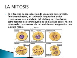  Es el Proceso de reproducción de una célula que consiste,
fundamentalmente, en la división longitudinal de los
cromosomas y en la división del núcleo y del citoplasma;
como resultado se constituyen dos células hijas con el mismo
número de cromosomas y la misma información genética que
la célula madre.
 