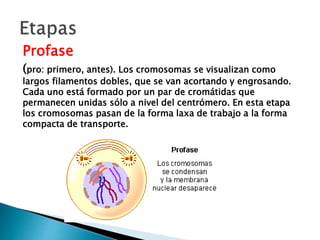 Profase
(pro: primero, antes). Los cromosomas se visualizan como
largos filamentos dobles, que se van acortando y engrosando.
Cada uno está formado por un par de cromátidas que
permanecen unidas sólo a nivel del centrómero. En esta etapa
los cromosomas pasan de la forma laxa de trabajo a la forma
compacta de transporte.
 