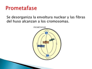 Se desorganiza la envoltura nuclear y las fibras
del huso alcanzan a los cromosomas.
 