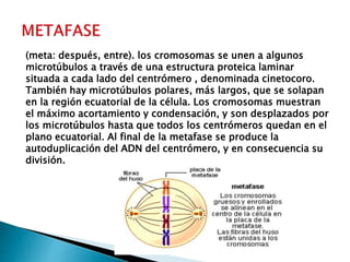 (meta: después, entre). los cromosomas se unen a algunos
microtúbulos a través de una estructura proteica laminar
situada a cada lado del centrómero , denominada cinetocoro.
También hay microtúbulos polares, más largos, que se solapan
en la región ecuatorial de la célula. Los cromosomas muestran
el máximo acortamiento y condensación, y son desplazados por
los microtúbulos hasta que todos los centrómeros quedan en el
plano ecuatorial. Al final de la metafase se produce la
autoduplicación del ADN del centrómero, y en consecuencia su
división.
 