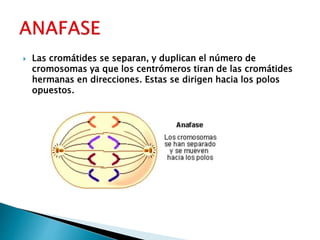  Las cromátides se separan, y duplican el número de
cromosomas ya que los centrómeros tiran de las cromátides
hermanas en direcciones. Estas se dirigen hacia los polos
opuestos.
 