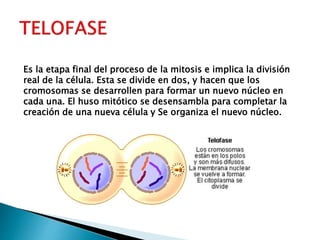 Es la etapa final del proceso de la mitosis e implica la división
real de la célula. Esta se divide en dos, y hacen que los
cromosomas se desarrollen para formar un nuevo núcleo en
cada una. El huso mitótico se desensambla para completar la
creación de una nueva célula y Se organiza el nuevo núcleo.
 