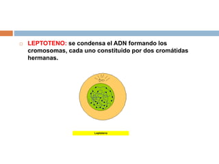  LEPTOTENO: se condensa el ADN formando los
cromosomas, cada uno constituido por dos cromátidas
hermanas.
 