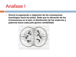 Anafase I
 Ocurre la separación y migración de los cromosomas
homólogos hacia los polos. Dado que la ubicación de los
Cromosomas es al azar, la distribución de los maternos y
paternos hacia cada polo genera variabilidad.
 