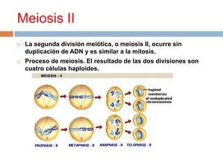 Meiosis II
 La segunda división meiótica, o meiosis II, ocurre sin
duplicación de ADN y es similar a la mitosis.
 Proceso de meiosis. El resultado de las dos divisiones son
cuatro células haploides.
 