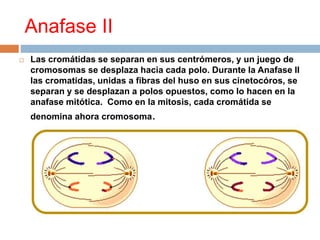 Anafase II
 Las cromátidas se separan en sus centrómeros, y un juego de
cromosomas se desplaza hacia cada polo. Durante la Anafase II
las cromatidas, unidas a fibras del huso en sus cinetocóros, se
separan y se desplazan a polos opuestos, como lo hacen en la
anafase mitótica. Como en la mitosis, cada cromátida se
denomina ahora cromosoma.
 