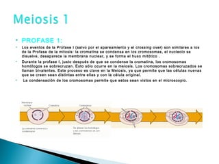  PROFASE 1:
 Los eventos de la Profase I (salvo por el apareamiento y el crossing over) son similares a los
de la Profase de la mitosis: la cromatina se condensa en los cromosomas, el nucleolo se
disuelve, desaparece la membrana nuclear, y se forma el huso mitótico .
 Durante la profase I, justo después de que se condense la cromatina, los cromosomas
homólogos se sobrecruzan. Esto sólo ocurre en la meiosis. Los cromosomas sobrecruzados se
llaman bivalentes. Este proceso es clave en la Meiosis, ya que permite que las células nuevas
que se creen sean distintas entre ellas y con la célula original.
  La condensación de los cromosomas permite que estos sean vistos en el microscopio.
 