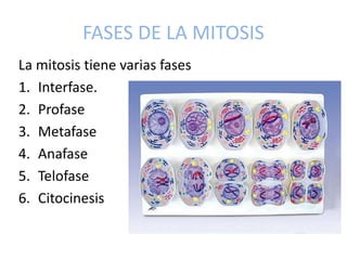 FASES DE LA MITOSIS
La mitosis tiene varias fases
1. Interfase.
2. Profase
3. Metafase
4. Anafase
5. Telofase
6. Citocines...