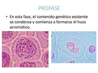 PROFASE
• En esta fase, el contenido genético existente
se condensa y comienza a formarse el huso
acromático.
 