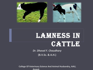 LAMNESS IN
CATTLE
College Of Veterinary Science And Animal Husbandry, AAU,
Anand.
Dr. Dhaval F. Chaudhary
(B.V.Sc. & A.H.)
 