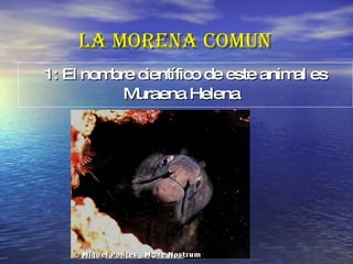 LA MORENA COMUN 1: El nombre científico de este animal es   Muraena Helena   
