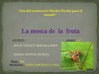 ‘’Año del centenario Machu Picchu para el mundo’’ La mosca de  la  fruta ALUMNOS : GRADO :4 ‘C’’ ,[object Object]